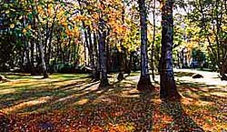 Autumnal scene at Peatlands Park in County Armagh