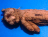 Mummy of a cat