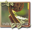 Truly Tiny Gardens