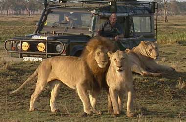 Male lions in front of Big Cat vehicle