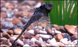 Vote for Bobbly Bob
