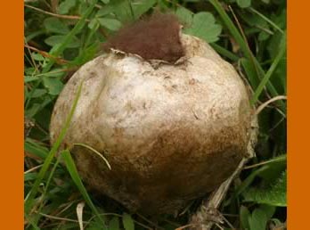 Puffball mushroom