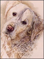 Dog by Jan franes