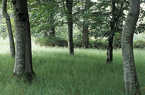 Trees in Moydamlaght forest near Draperstown