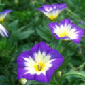 Convolvulus tricolor, Morning glory
