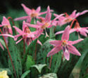 Erythronium, Dog’s-tooth violet