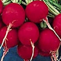 Raphanus sativus, Radish