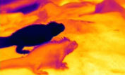 thermal image of lizards