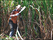 Cortador de cana