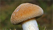 A mushroom after the rain by Mike Warburton