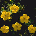 Potentilla fruticosa, Shrubby cinquefoil