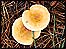 funghi