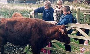 Children touch the cows.