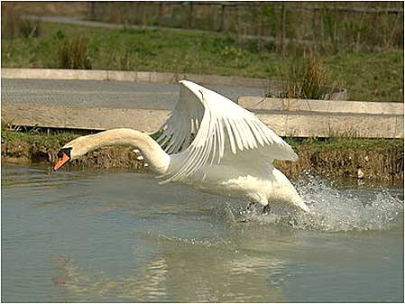 Swan take off