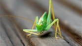 The Garden Cricket...
