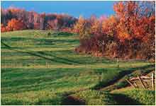 fields