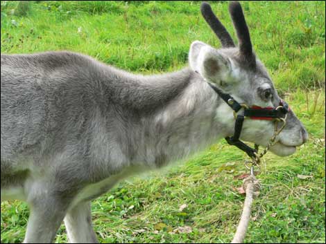 Reindeer