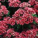 Dianthus barbatus, Sweet Wiliam