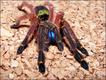 Ephebopus cyanognathus (foto: Keegan Rowlinson)