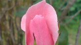 Pink closed Rose...