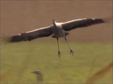 Crane landing