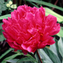 Paeonia lactiflora, Peony