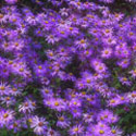 Aster, Aster 
