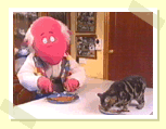 Lloches Mann Cat