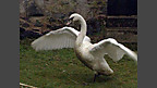 Trychineb y Sea Empress - Effaith ar Fywyd Gwyllt