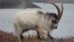 Mountain goats by pentreberwsjw on Flickr