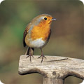 Robin