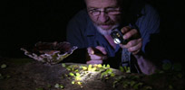 George watches some leaf cutter ants