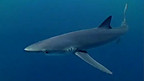 Tagging Pembrokeshire Sharks