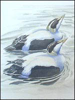 Displaying Eiders