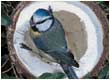 blue tit