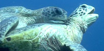 Tortoises jousting