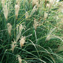 Miscanthus