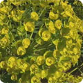 Euphorbia characias subsp ‘Wulfenii’
