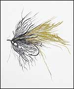 'Wild Fly'