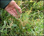 <font face="Verdana, Arial, Helvetica, sans-serif" size="2">sea-purslane</font>m muticum'