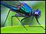 Dragonfly image by Ade Osmant