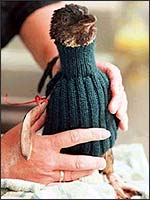Penguin in a jumper