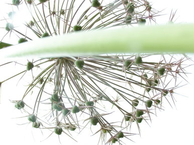 Onion flower