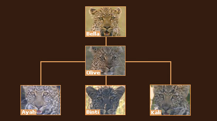 Leopard family tree Leopard family tree