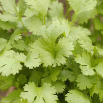 Coriandrum sativum