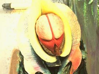 vervoid