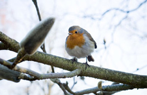 Robin