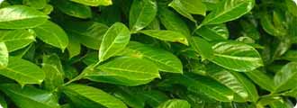 Laurel hedge