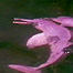 Pink river dolphin
