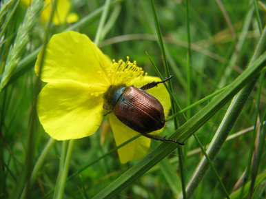 It's a bug's life